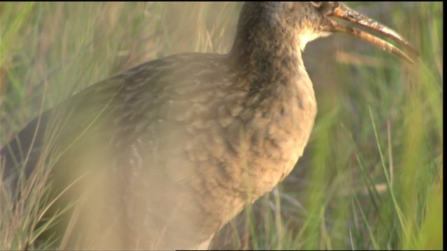 Clapper Rail - ML409854