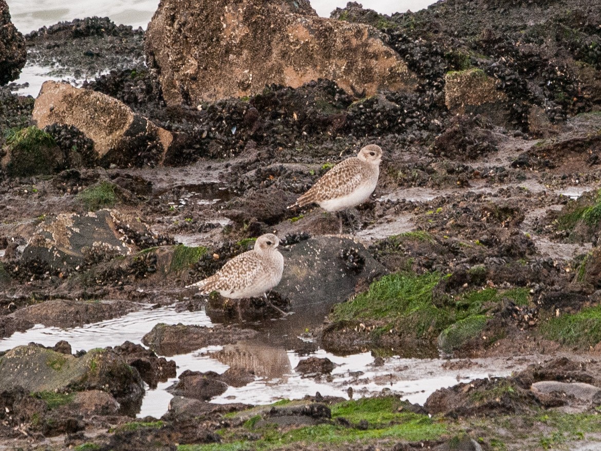 Black-bellied Plover - ML409854071