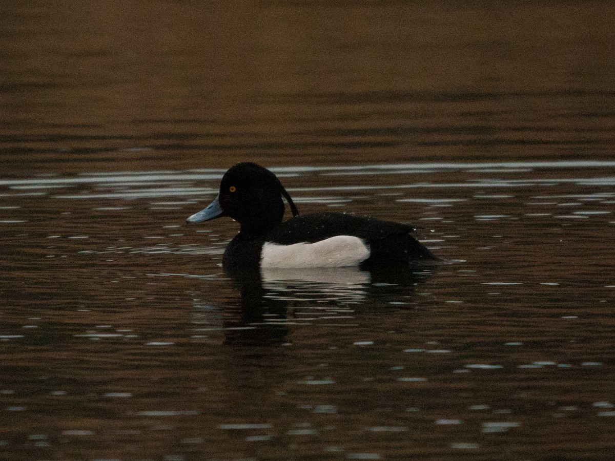 Tufted Duck - Jaime Escobar