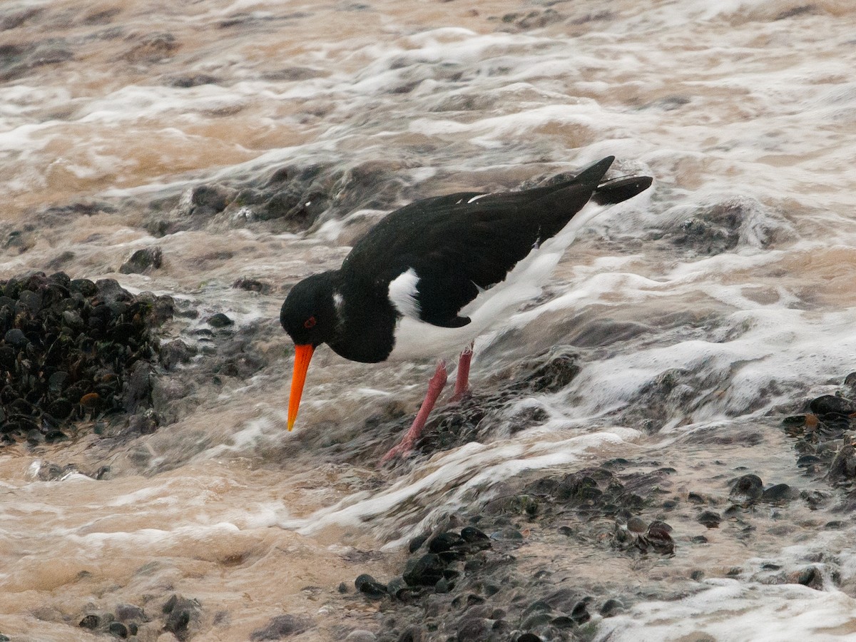 Eurasian Oystercatcher - ML409854231