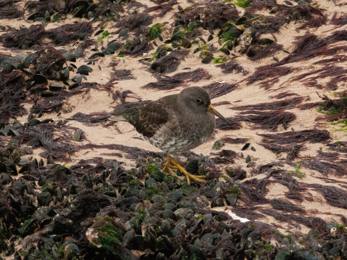 Purple Sandpiper - Jaime Escobar