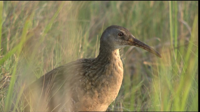 Clapper Rail - ML409856