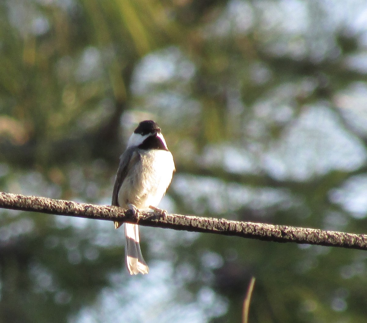 Carolina Chickadee - ML409856531