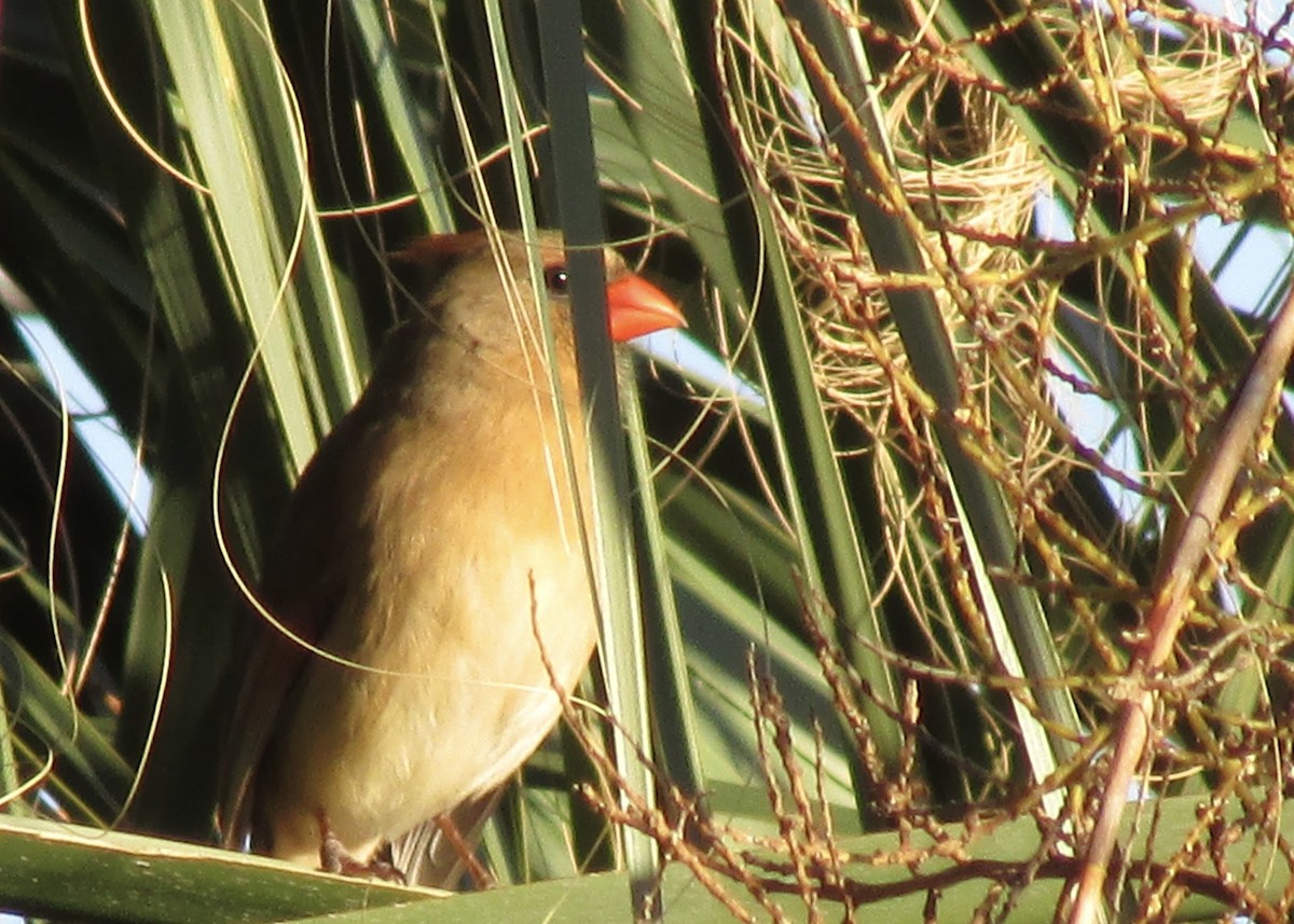 Northern Cardinal - ML409856691