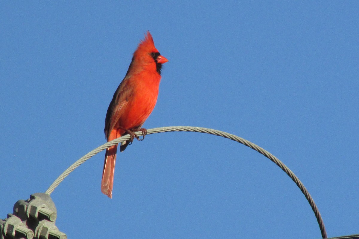 Northern Cardinal - ML409856721