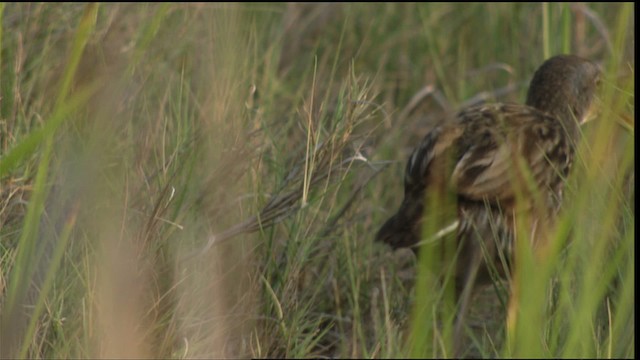 Clapper Rail - ML409857