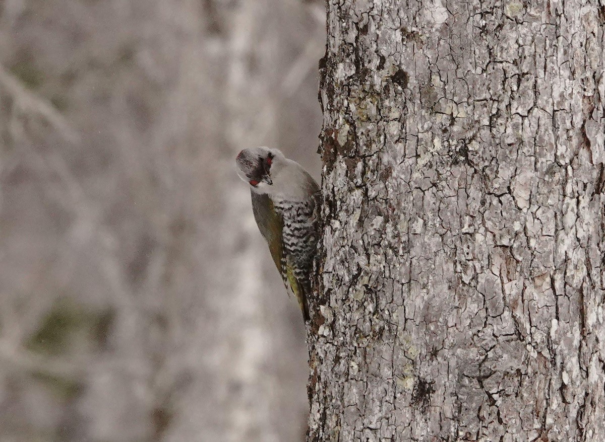 Japanese Woodpecker - Anonymous