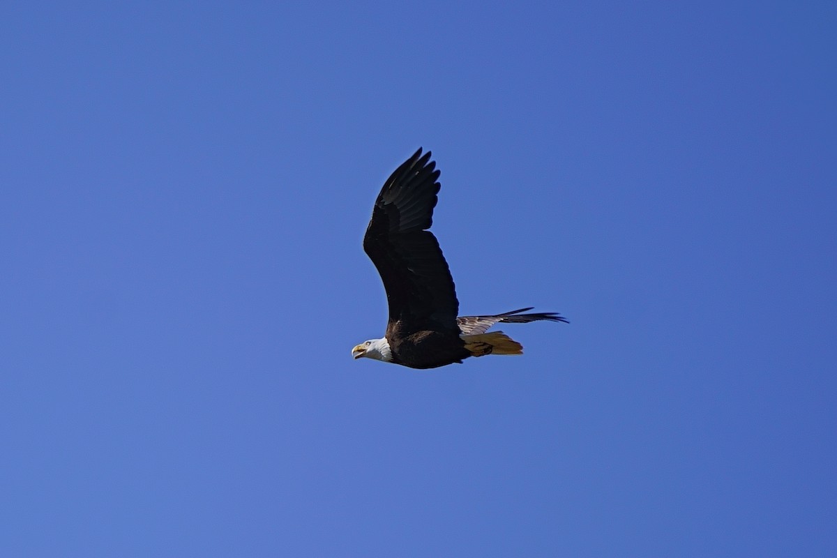 Bald Eagle - Howard Haysom