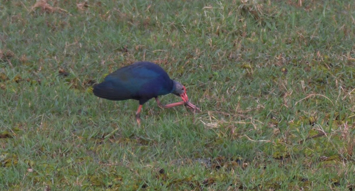 Gray-headed Swamphen - ML409857491