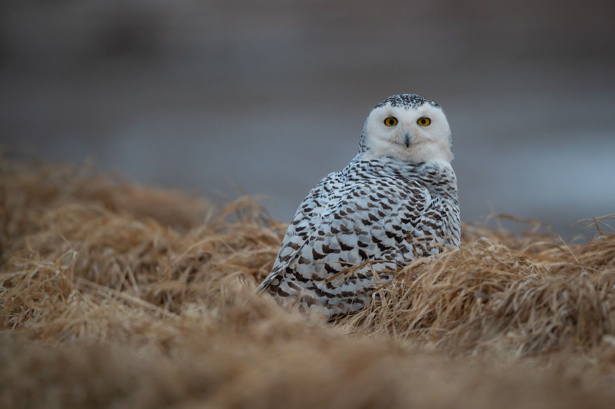 Snowy Owl - ML409858091