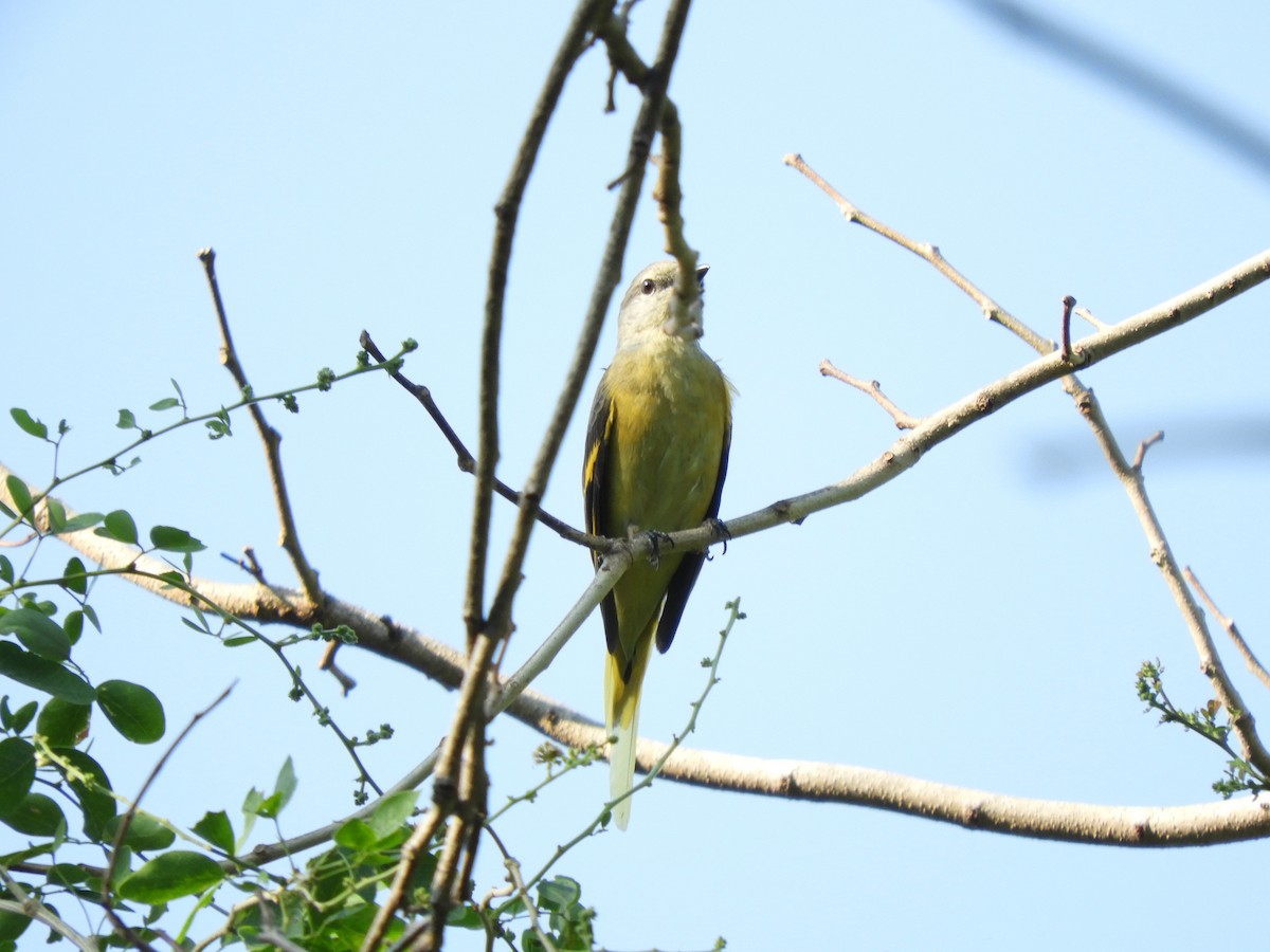 Rosy Minivet - ML409858451