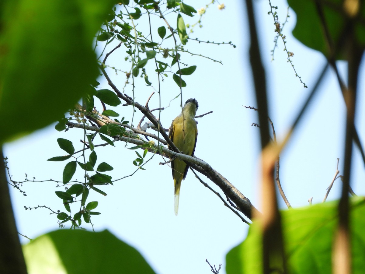 Rosy Minivet - ML409858461