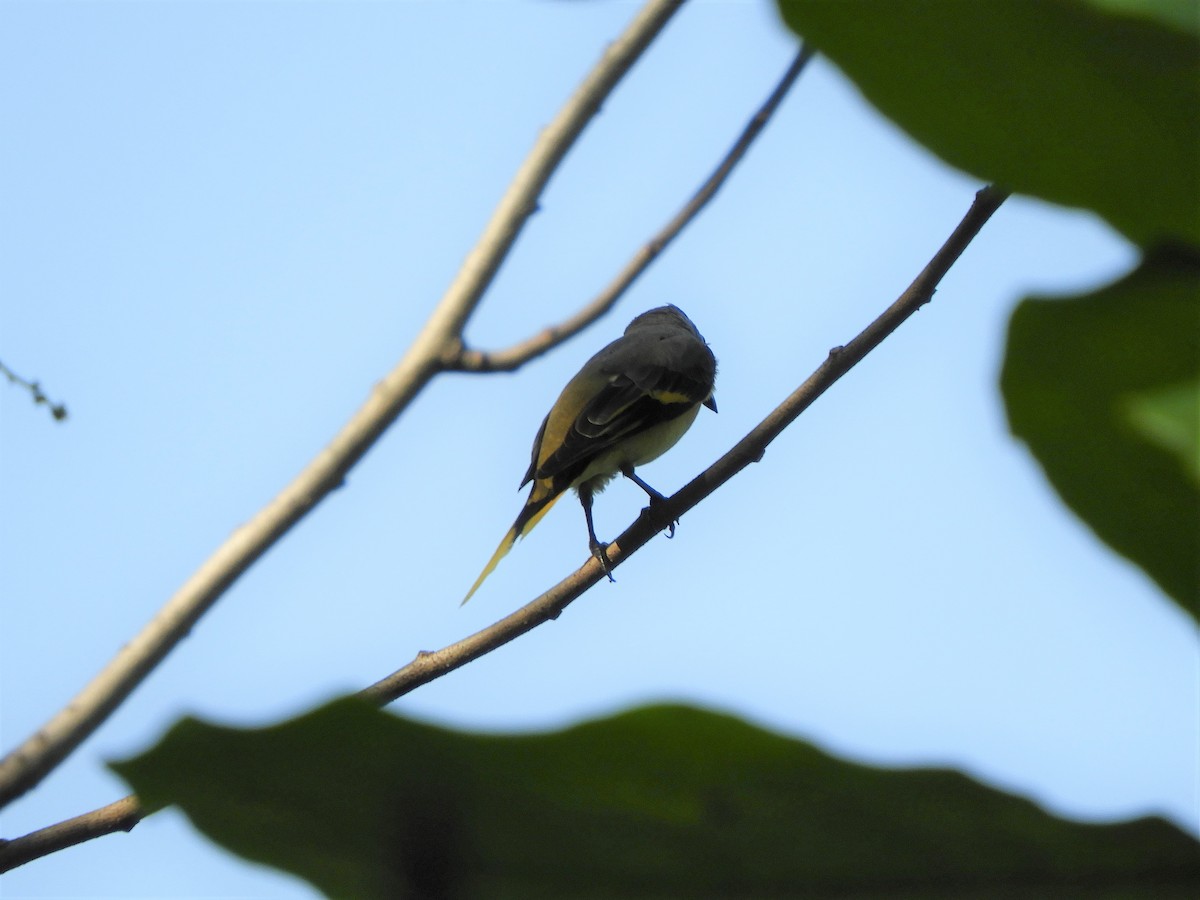 Rosy Minivet - ML409858471
