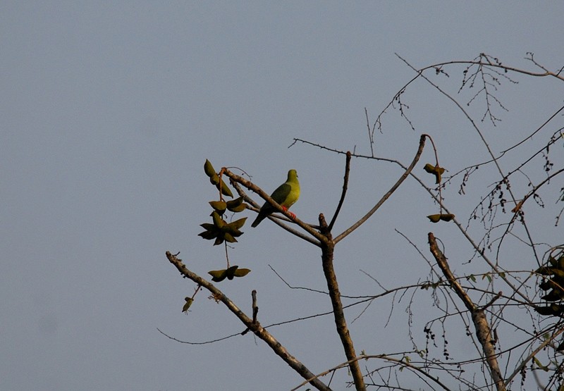 Wedge-tailed Green-Pigeon - ML409861671