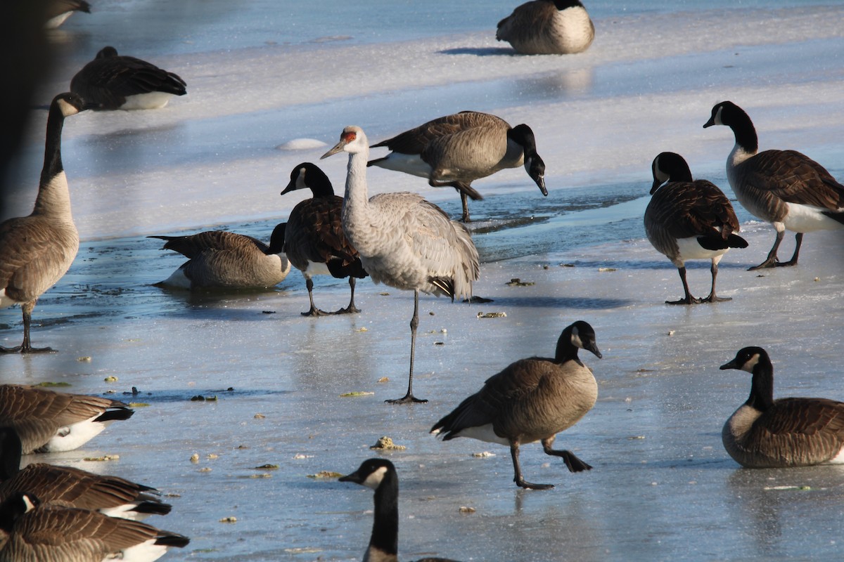 Sandhill Crane - ML409862241