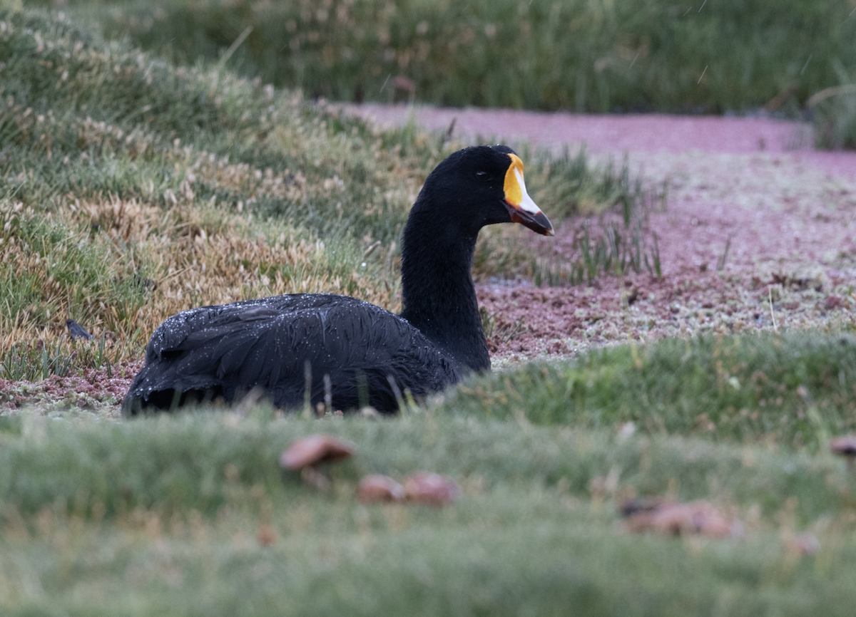 Giant Coot - ML409863641