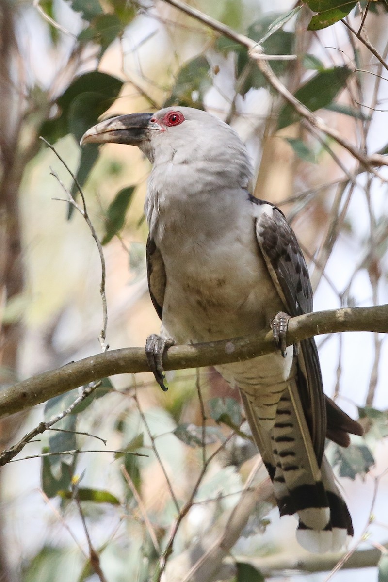 Channel-billed Cuckoo - ML40986651