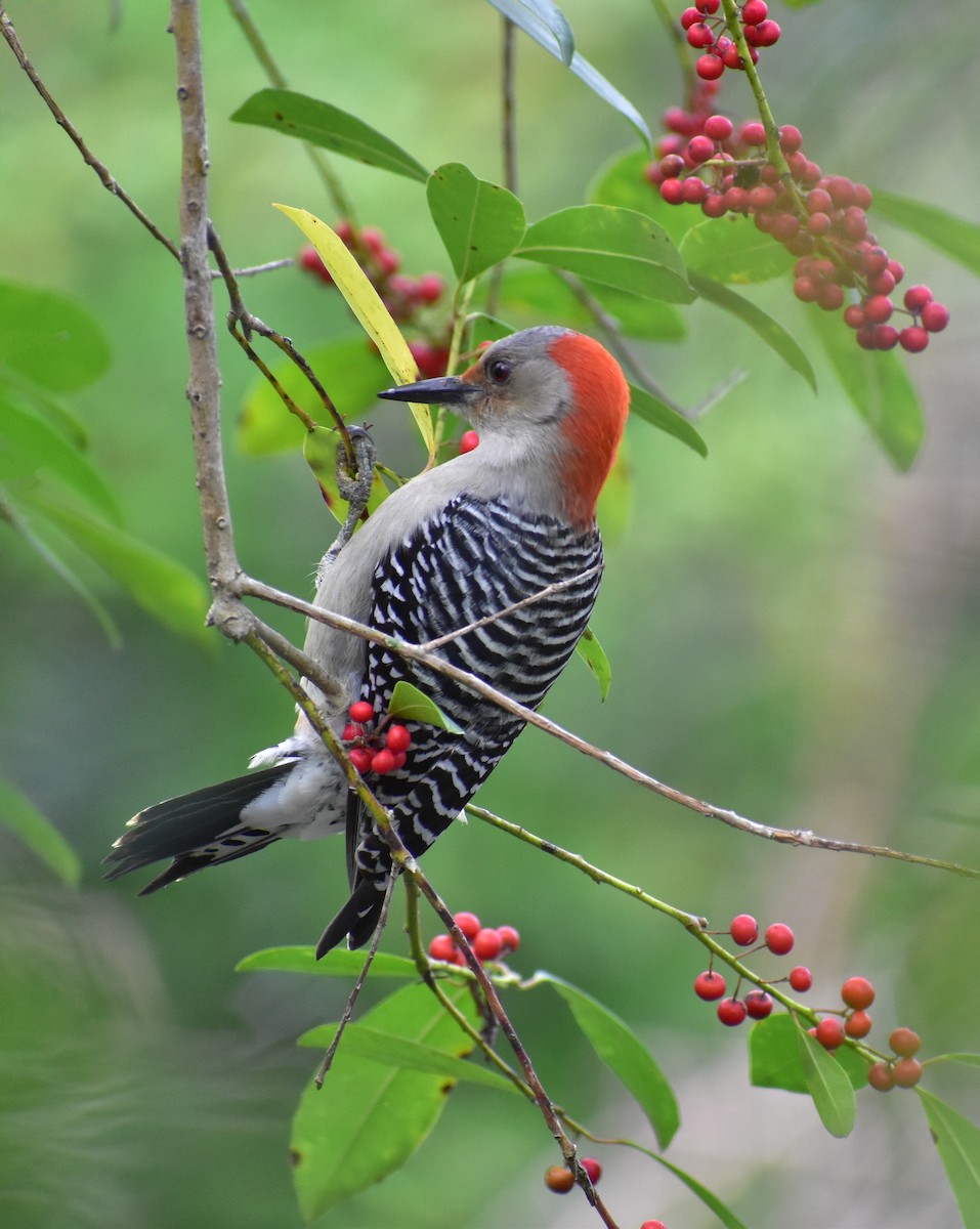 Red-bellied Woodpecker - Leesa Brown