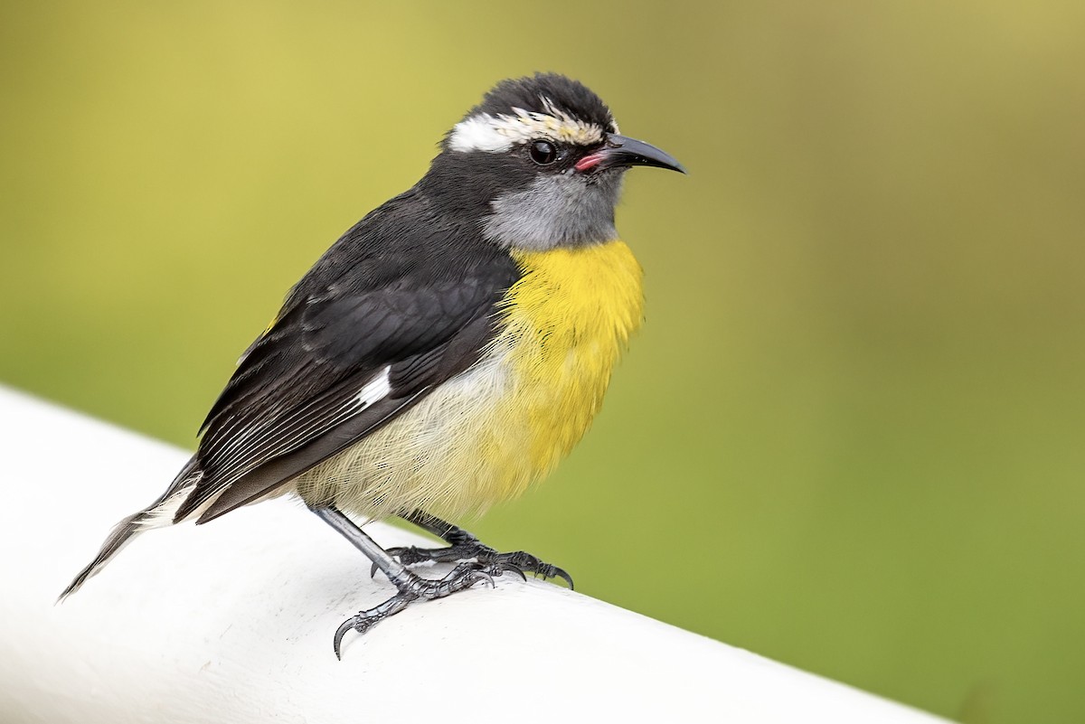 Bananaquit (Puerto Rico) - Matt Felperin