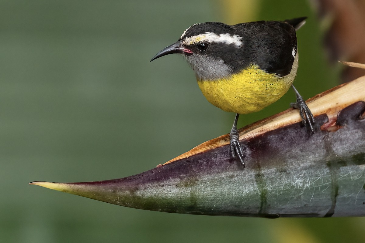 Bananaquit (Puerto Rico) - Matt Felperin