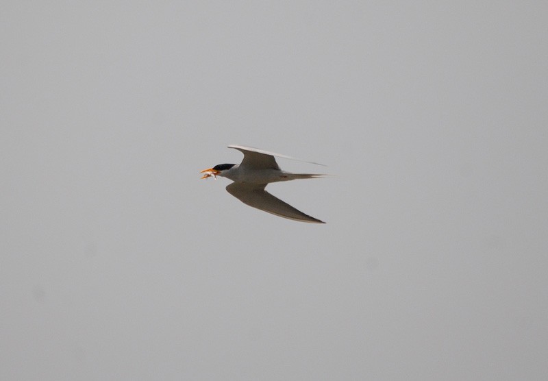 River Tern - Alok Bhave