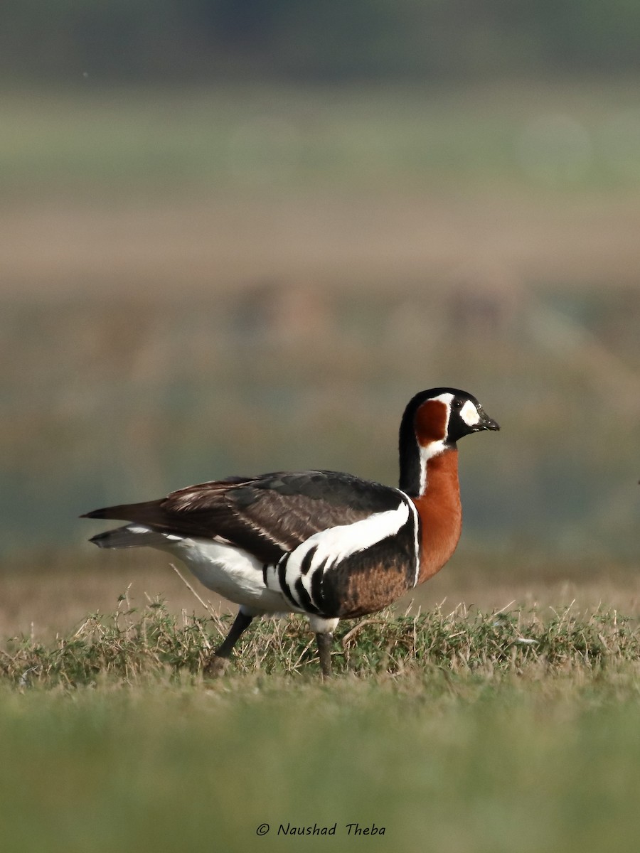 Red-breasted Goose - ML409872151