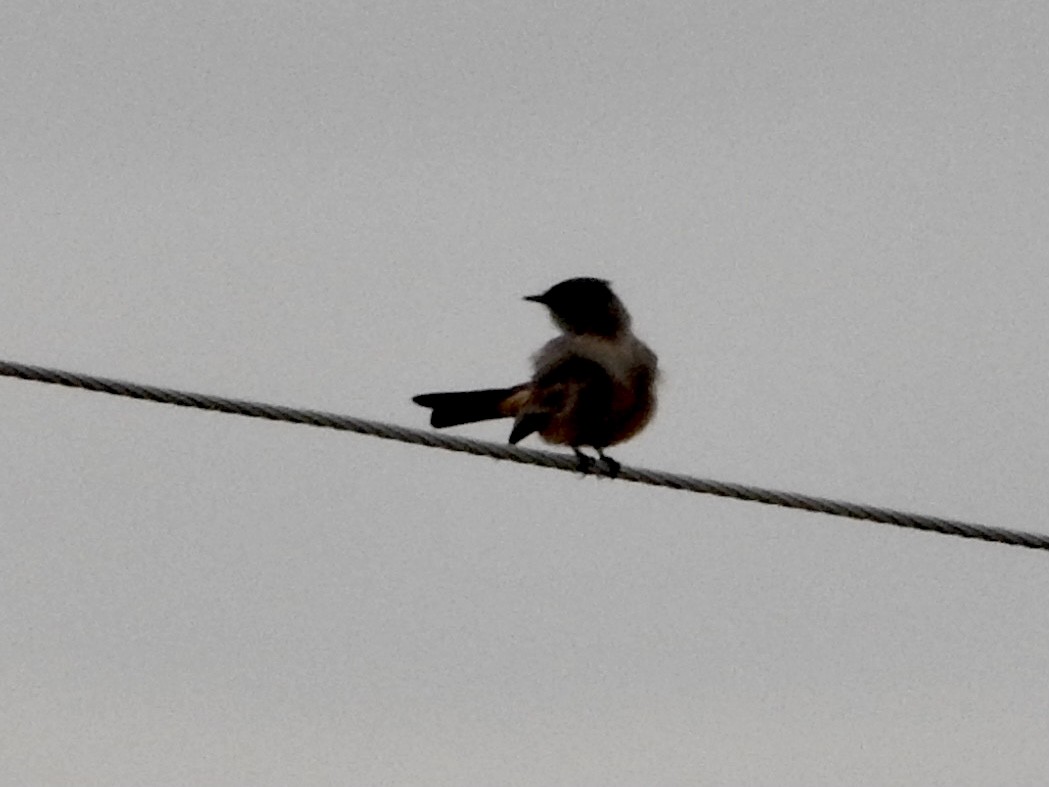 Say's Phoebe - ML409874091