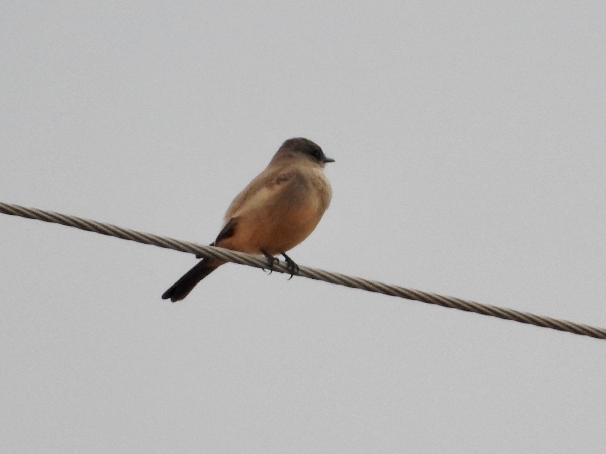 Say's Phoebe - ML409874101