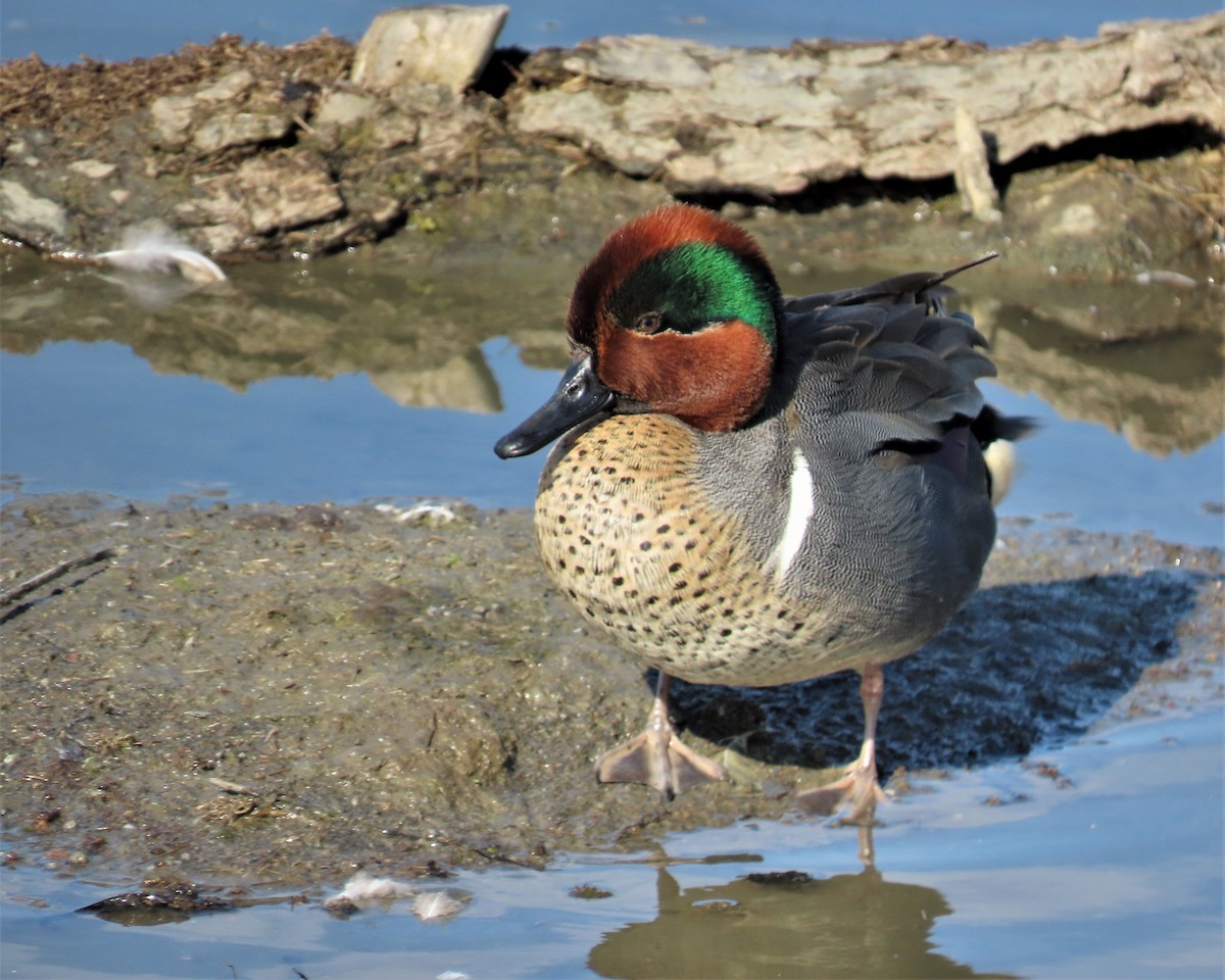 Green-winged Teal - ML409874251