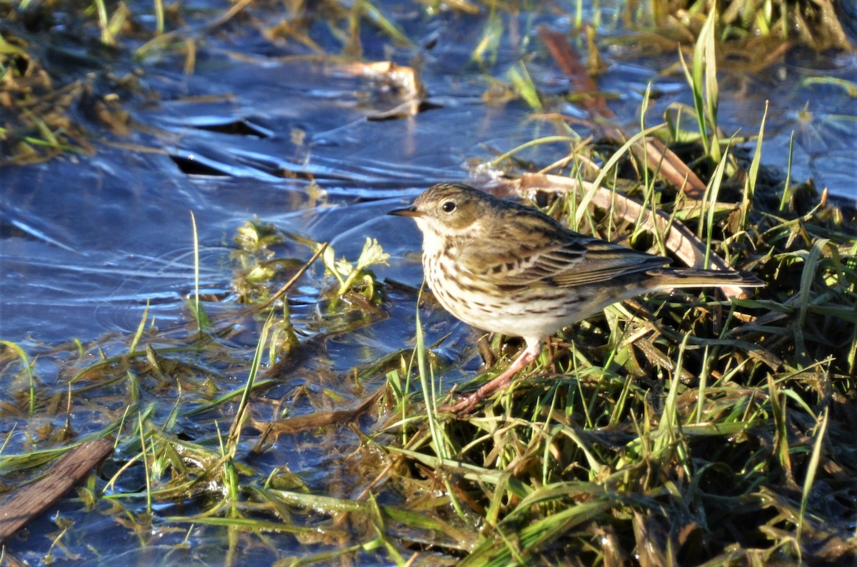 Pipit farlouse - ML409874541