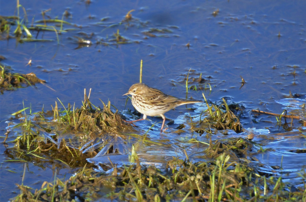 Pipit farlouse - ML409874561