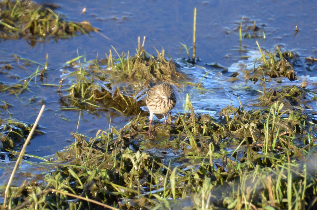 Pipit farlouse - ML409874571