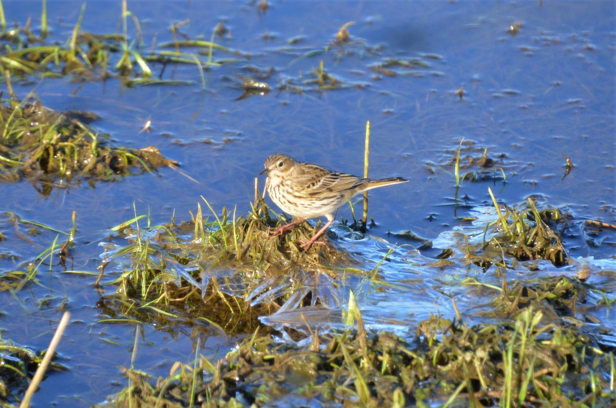Pipit farlouse - ML409874581