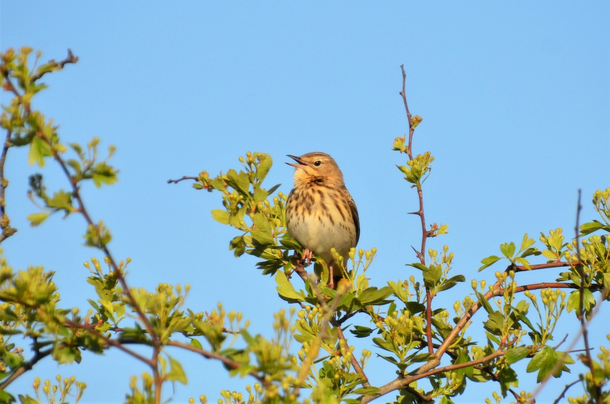 Tree Pipit - ML409875141