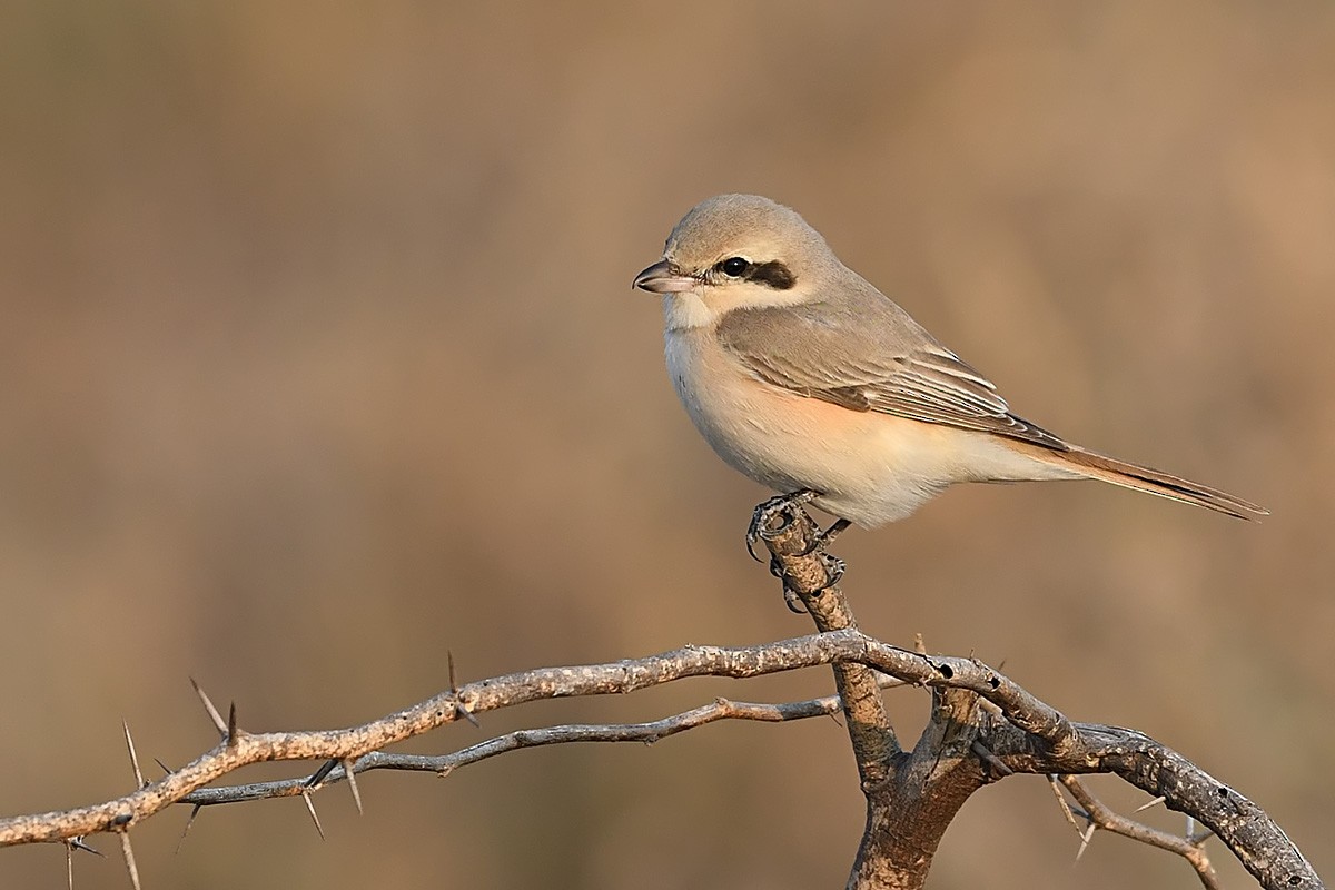 Isabelline Shrike - ML409875521