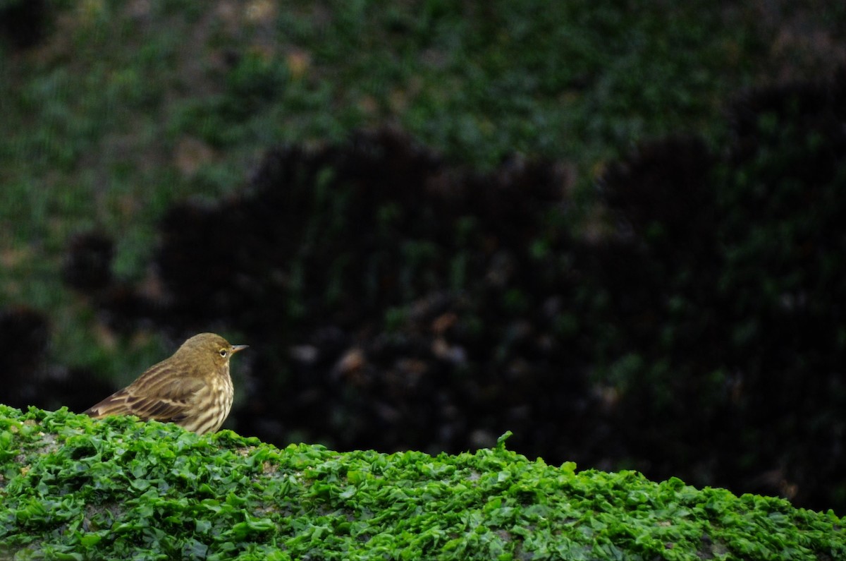 Rock Pipit - ML409875761