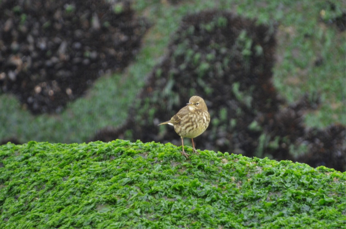 Rock Pipit - ML409875771