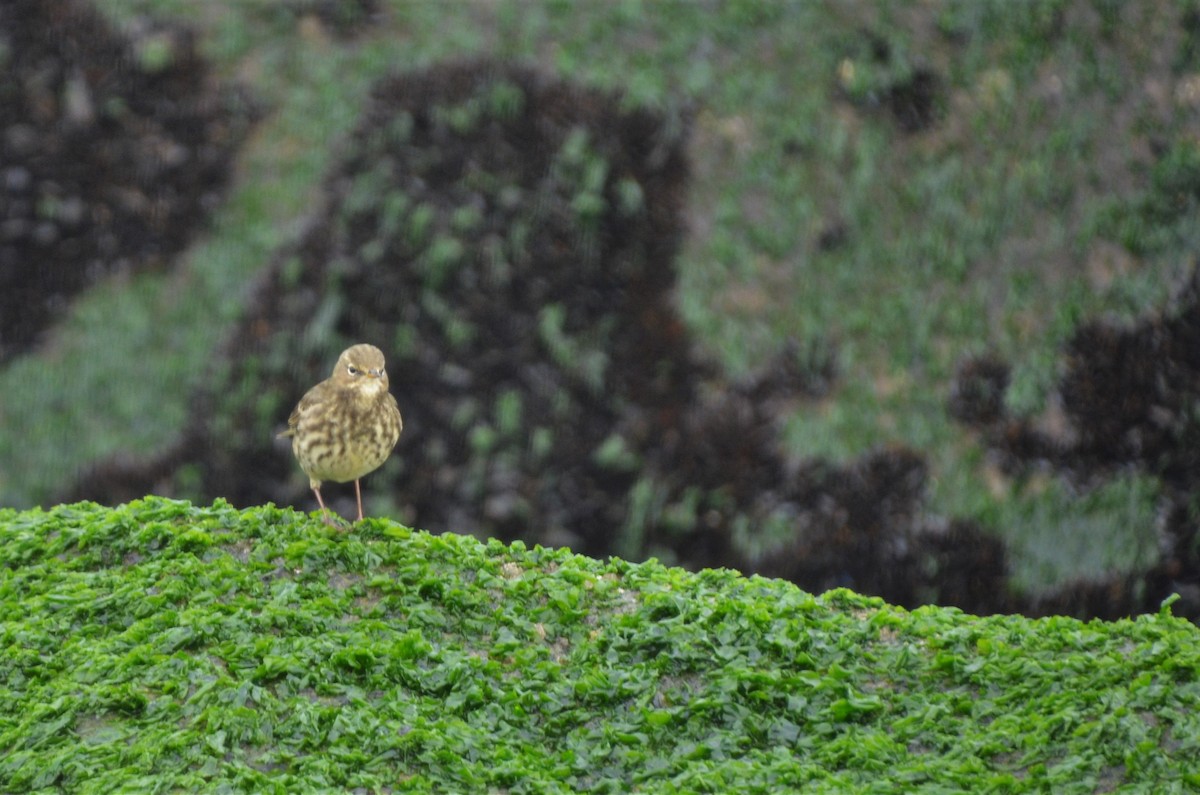 Rock Pipit - ML409875781