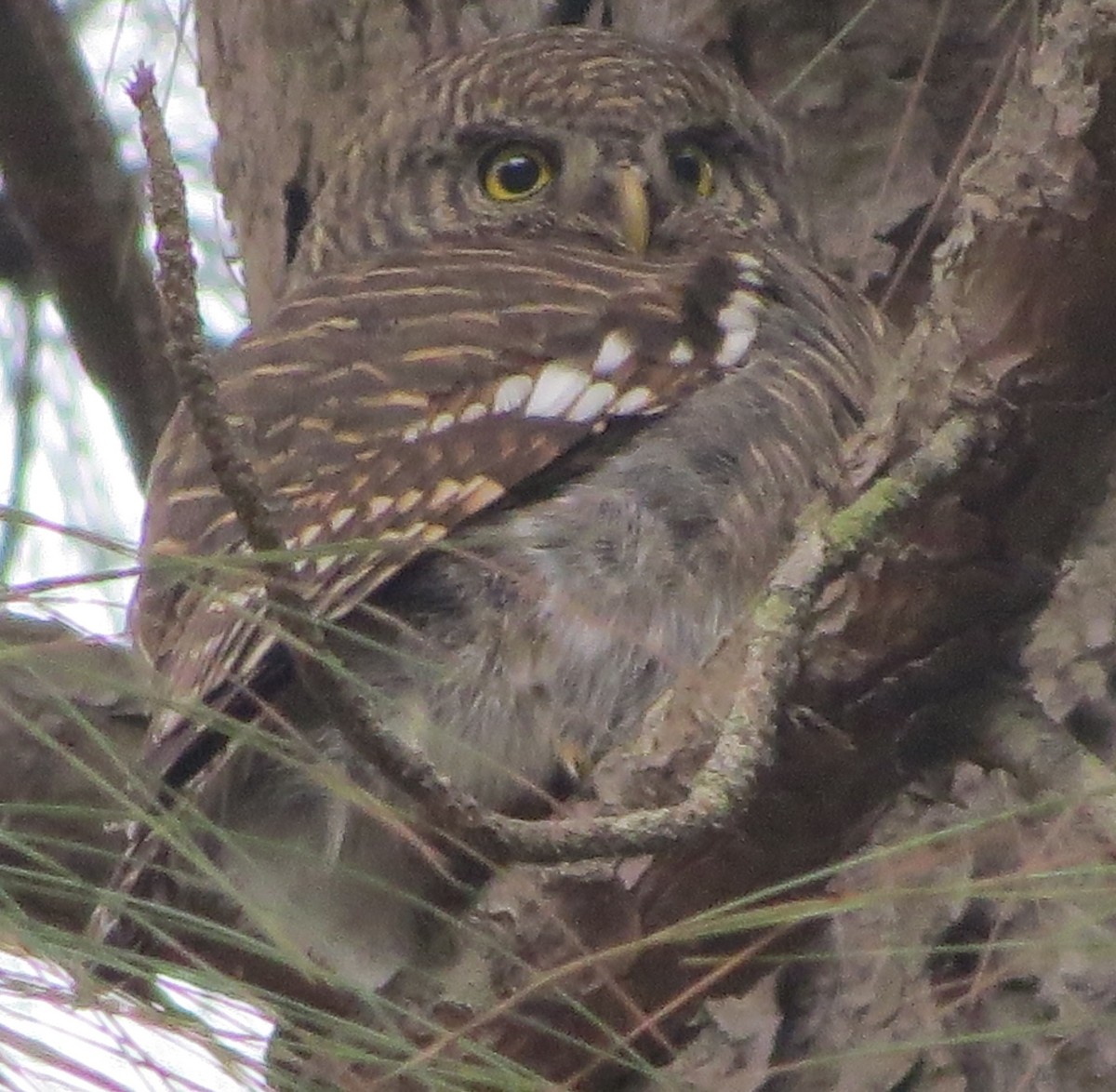 Asian Barred Owlet - ML409875841