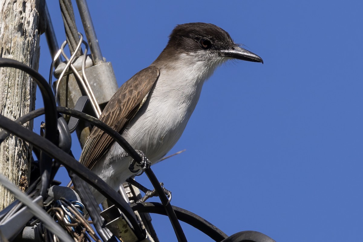 Loggerhead Kingbird (Puerto Rico) - ML409876821