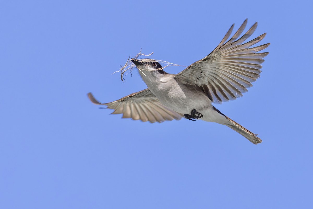 Loggerhead Kingbird (Puerto Rico) - ML409876831
