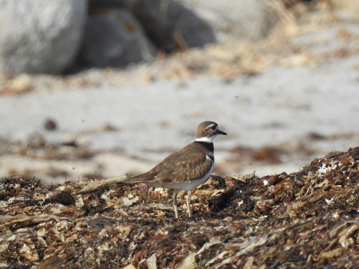 Killdeer - ML40987781