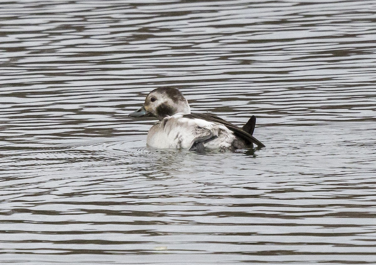 Long-tailed Duck - ML409879551