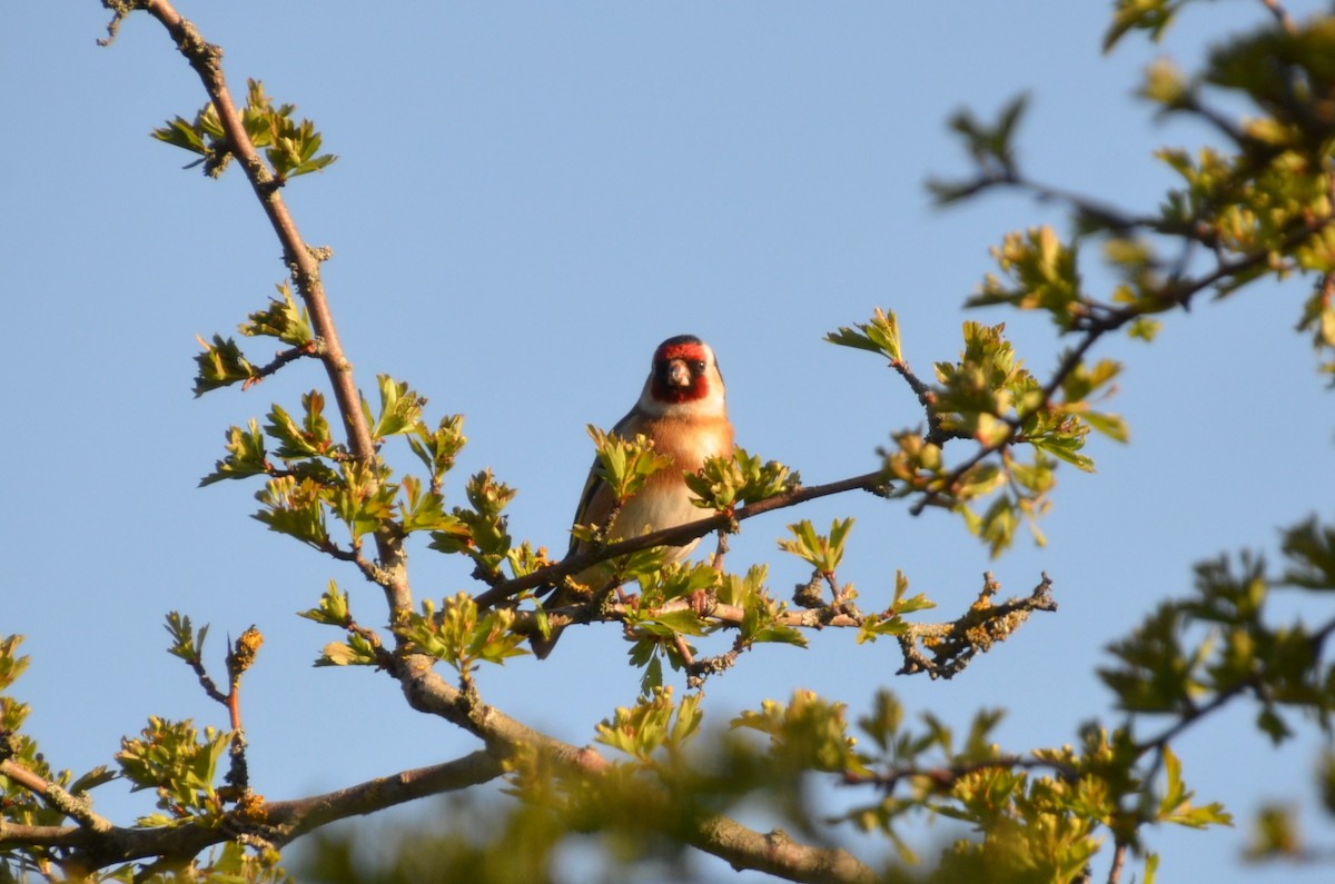 European Goldfinch - ML409879571