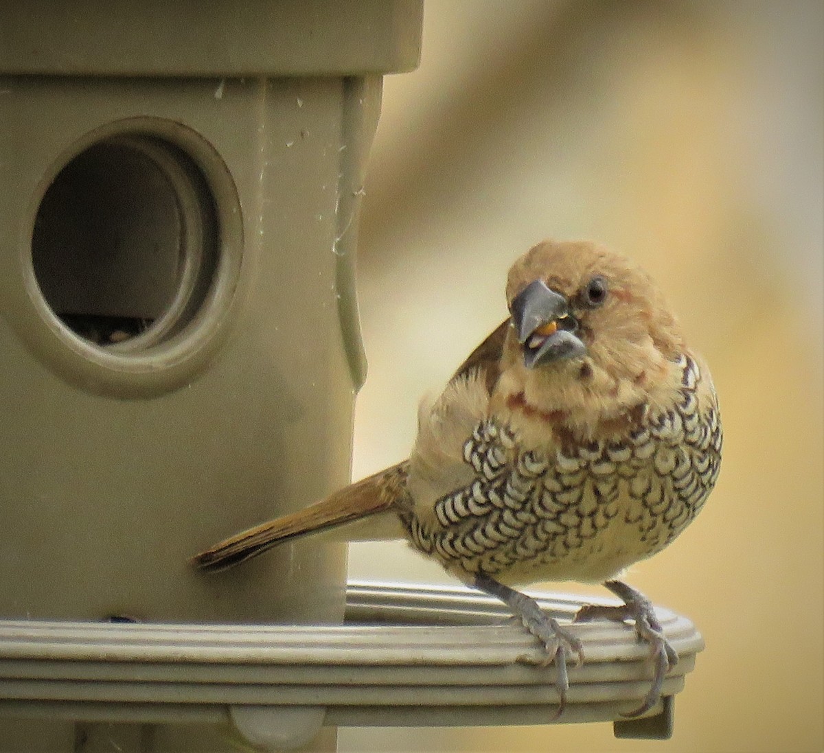 Scaly-breasted Munia - Sonja Quarles