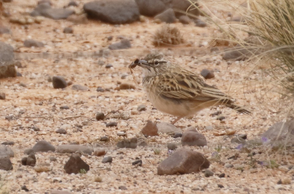 Sabota Lark (Bradfield's) - Dave Curtis