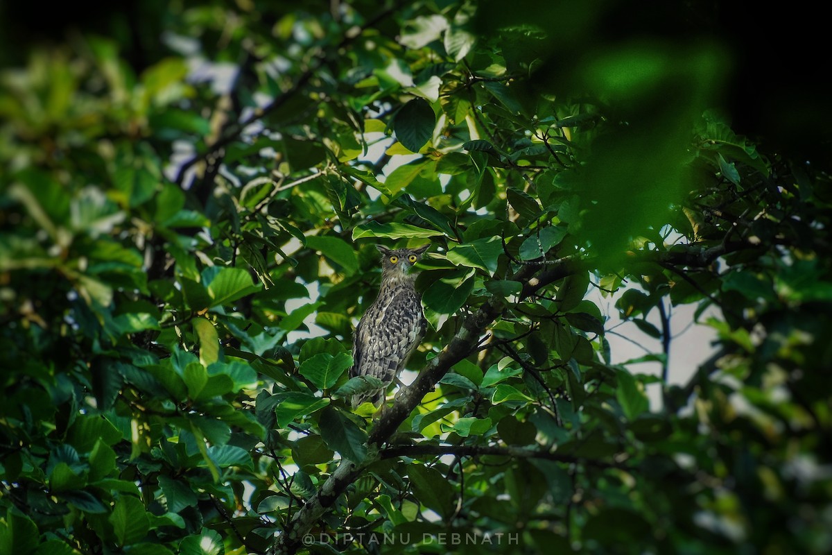 Brown Fish-Owl - ML409880291