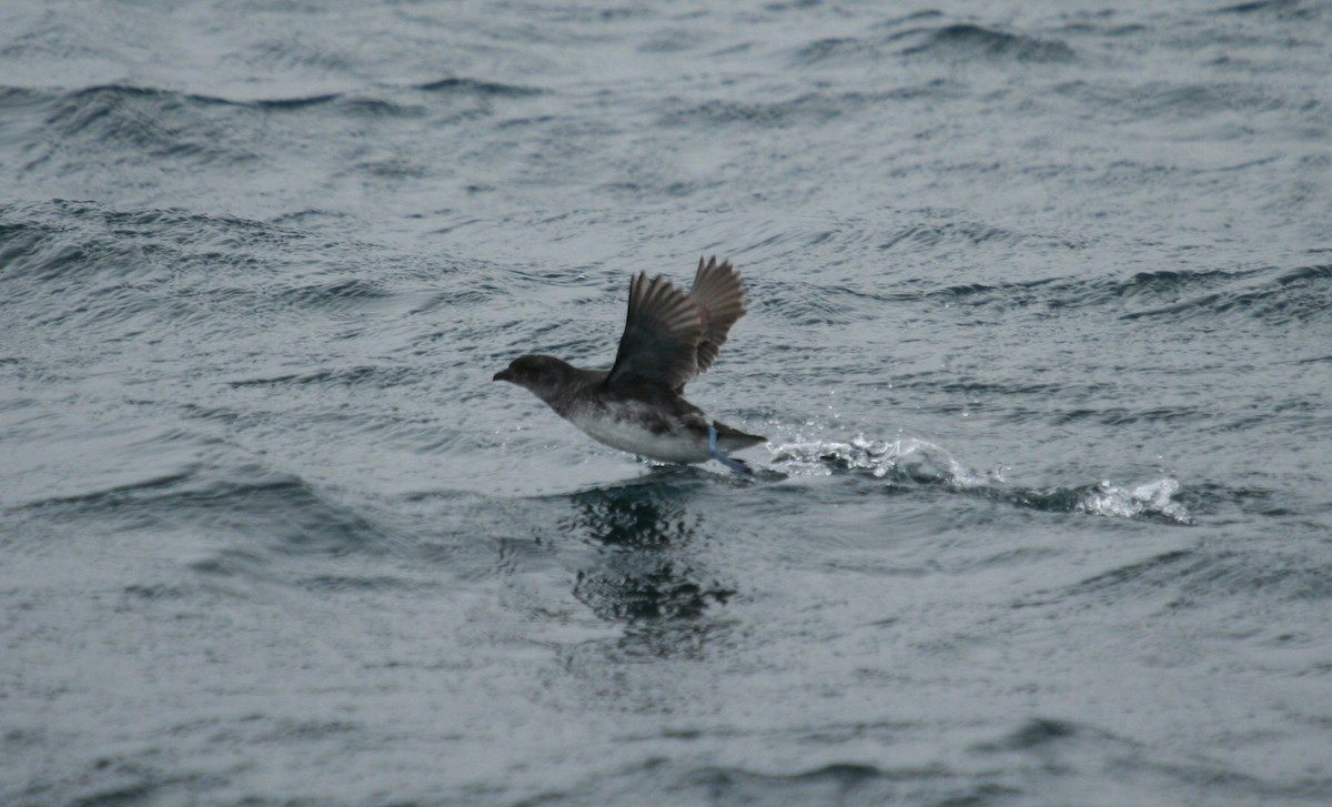 Common Diving-Petrel - ML409880321