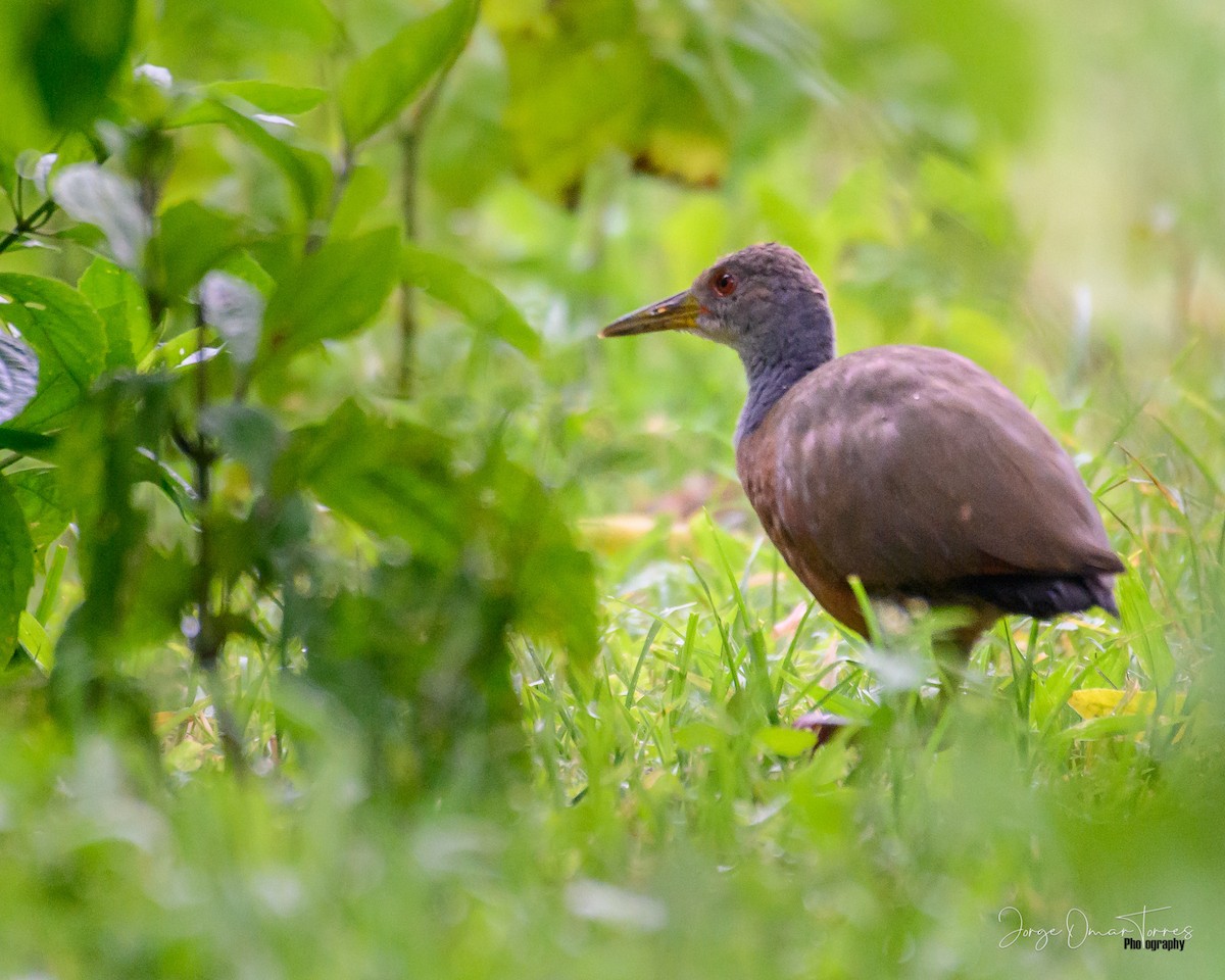 Gray-cowled Wood-Rail - ML409880511