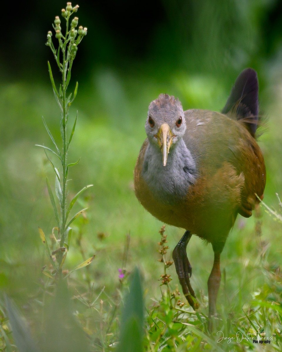 Gray-cowled Wood-Rail - ML409880521